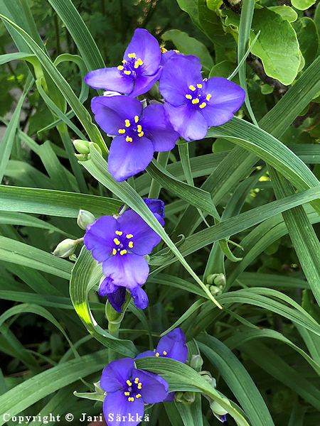 Tradescantia ohiensis, vahajuoru